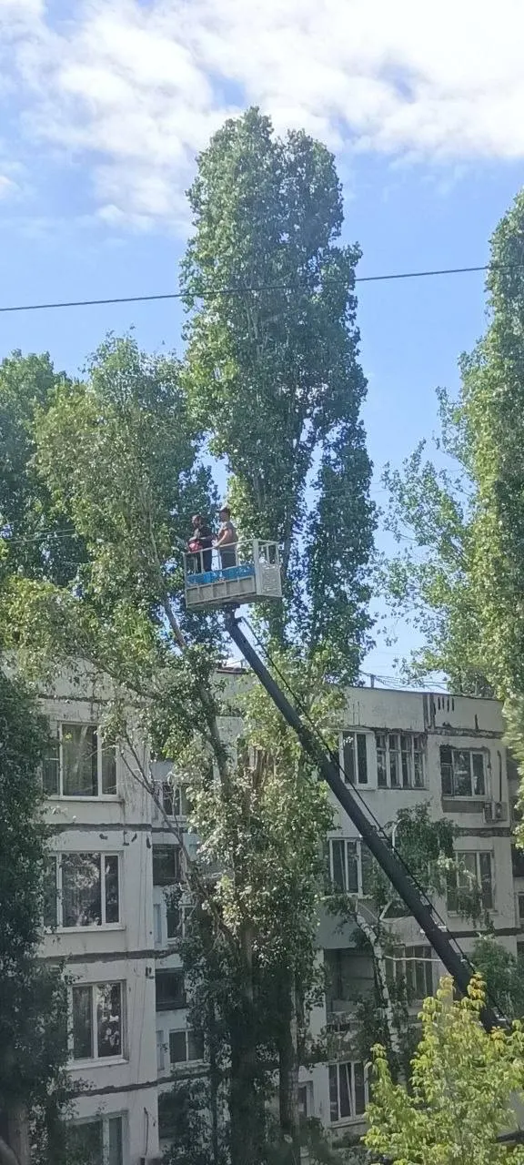 Жители Куйбышевского района сообщают о срубленных здоровых ветвях дерева; ранее была срублена ветка, в которой находилось гнездо с птенцами.