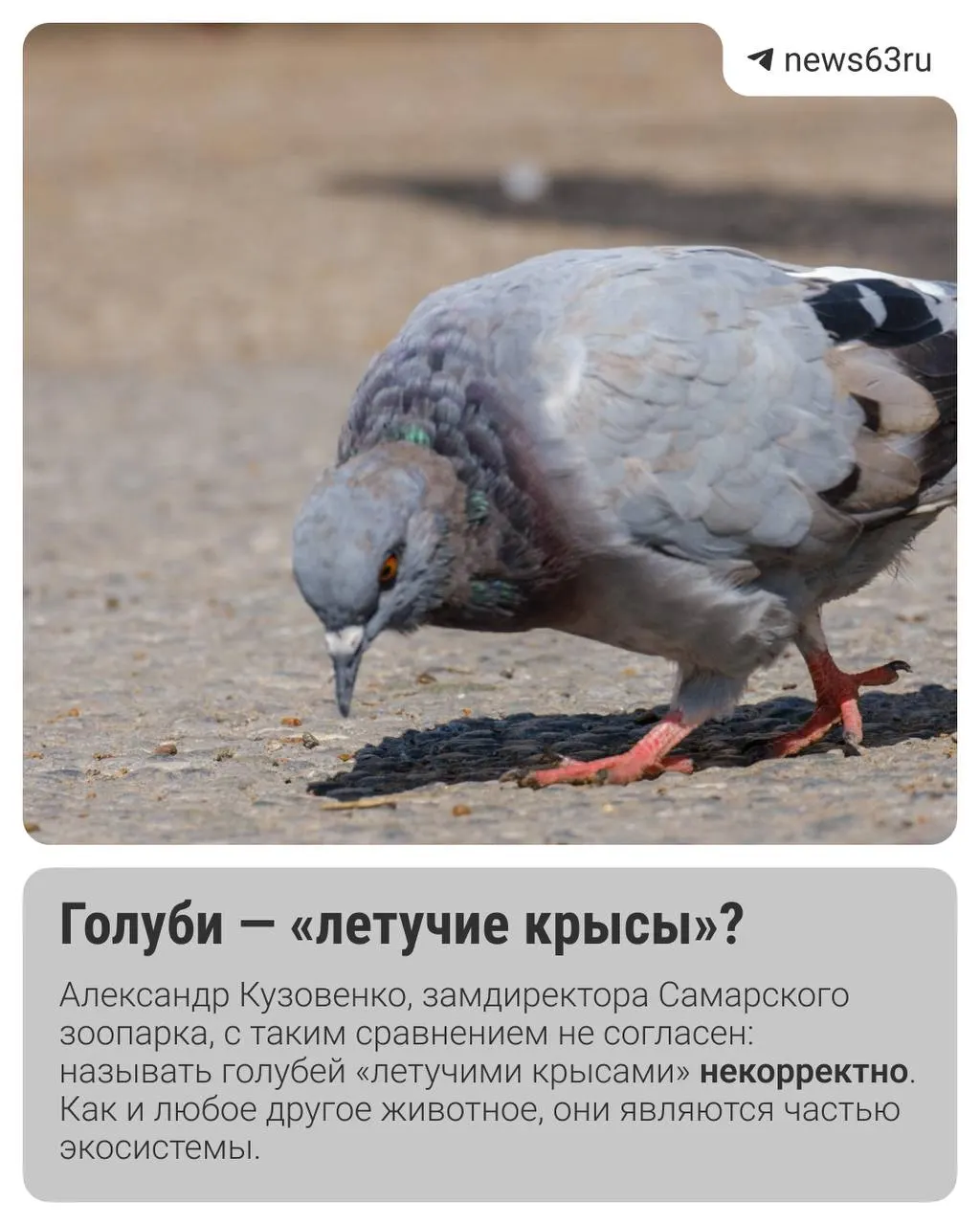 Голуби в&nbsp;городе: правда об&nbsp;опасности и&nbsp;мифах