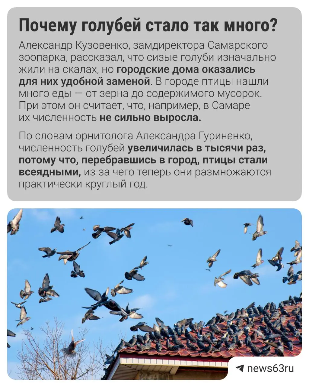 Голуби в&nbsp;городе: опасны ли&nbsp;эти&nbsp;птицы? Разбор экспертов Самары