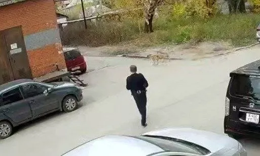 Стая бездомных собак напала на группу подростков и ребенка возле дома на улице Калинина. Охранник пытался отогнать животных и получил травмы.