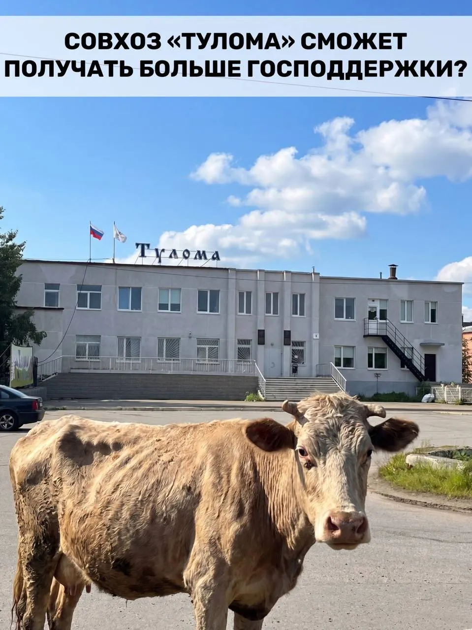 Минсельхоз расширил правила субсидирования молочного животноводства — теперь поддержку могут получать хозяйства с более чем 25% государственного или муниципального участия. Для Мурманской области это важно, но в совхозе «Тулома» продолжают сообщать о критической ситуации и задержках выплат.