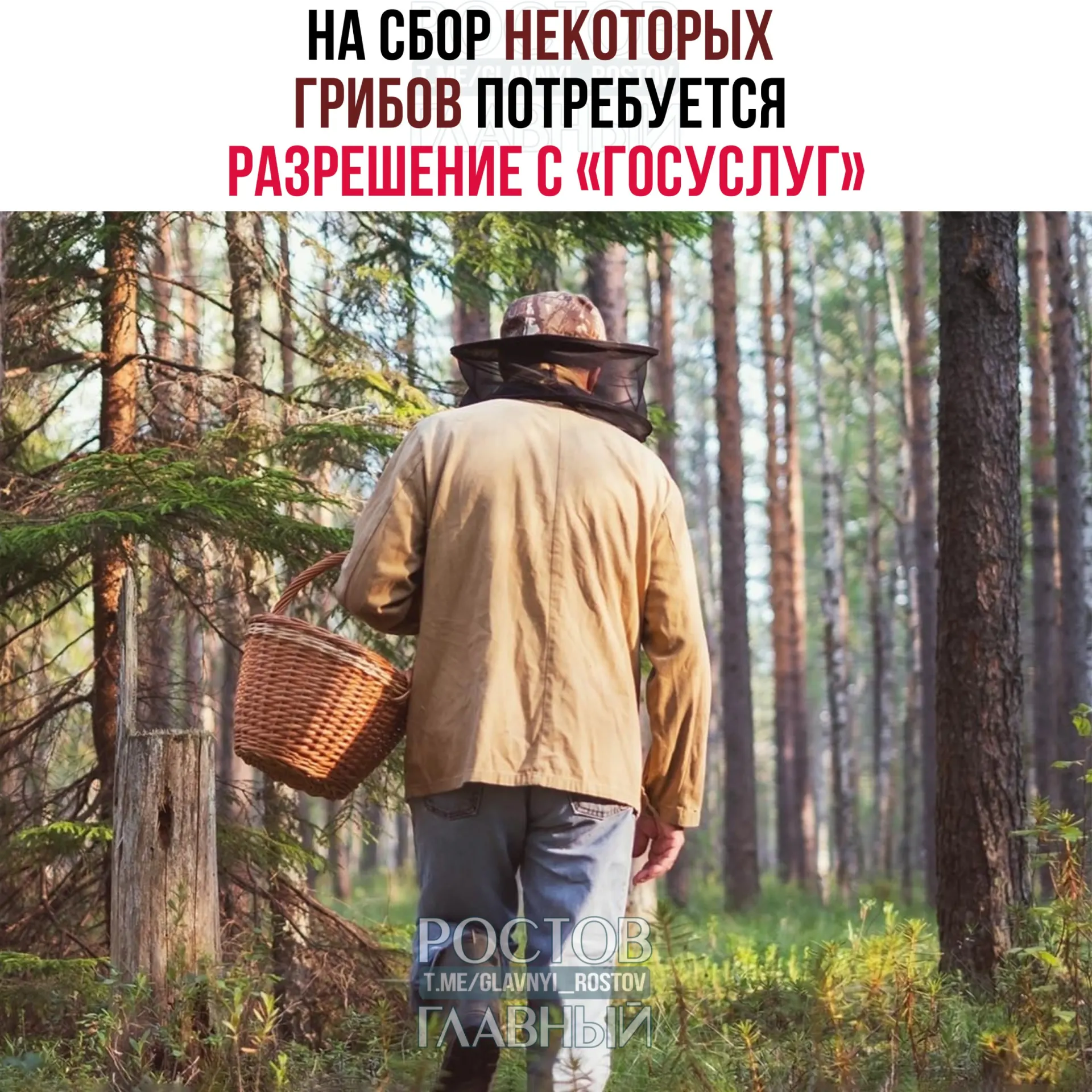 С 1 сентября 2027 года для некоторых видов грибов потребуется электронное разрешение через портал «Госуслуги». Заявления будут рассматривать до 15 дней, а сбор охраняемых видов без пропуска грозит уголовной ответственностью.