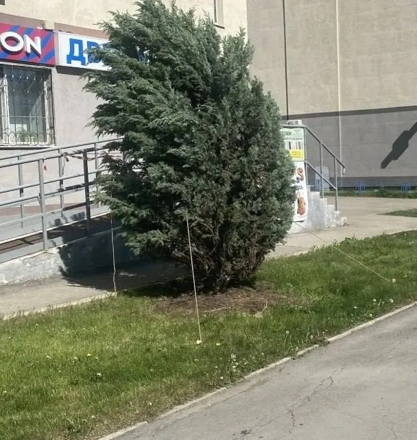Уличное дерево с оголёнными и подсыхающими корнями привели в порядок: его подкопали, закрепили растяжками — теперь ёлочка будет радовать горожан дальше.