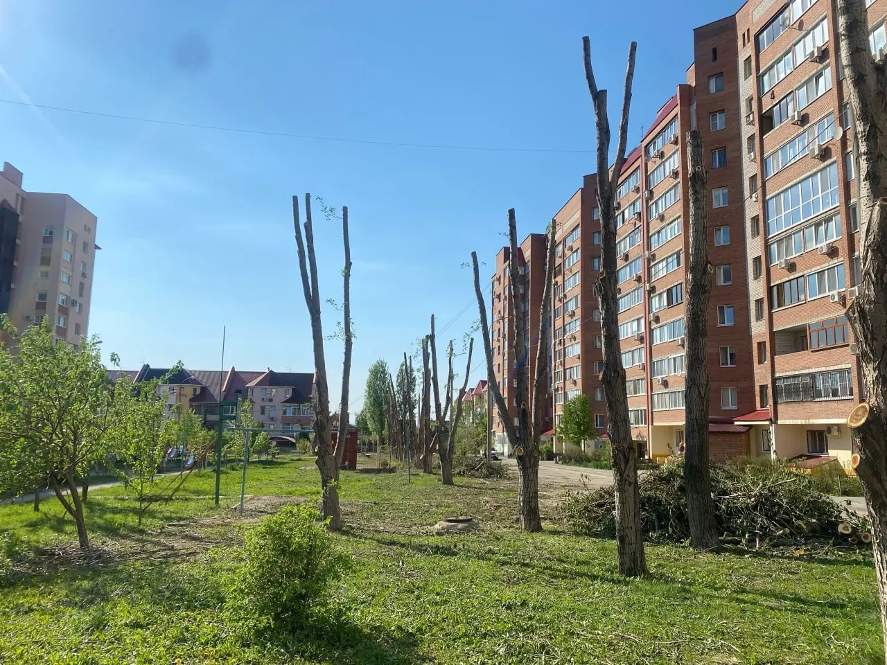 На Ташкентской, 248 местные жители зафиксировали спил деревьев, которые, по их словам, росли около 20 лет. Люди требуют объяснений и обеспокоены потерей зелёных насаждений и качеством воздуха.