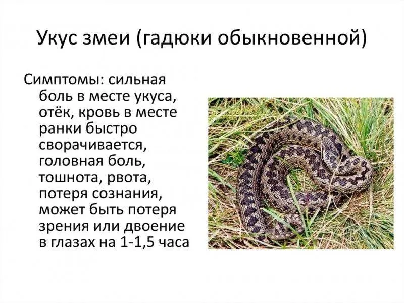 В&nbsp;Самаре предупредили о&nbsp;повышенной активности гадюк