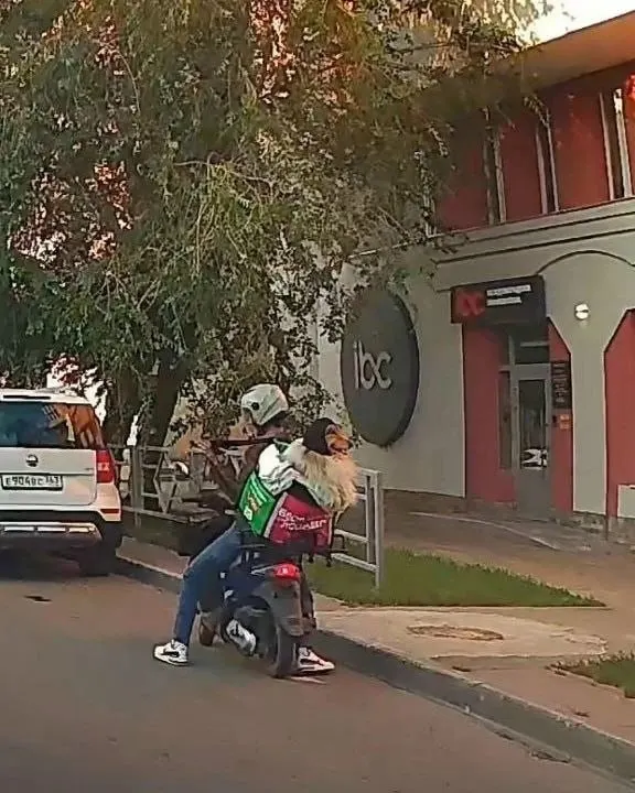 На углу Льва Толстого и Арцыбушевской прохожие увидели курьера: в коробе вместо еды находилась собака. Местные отреагировали шутками.