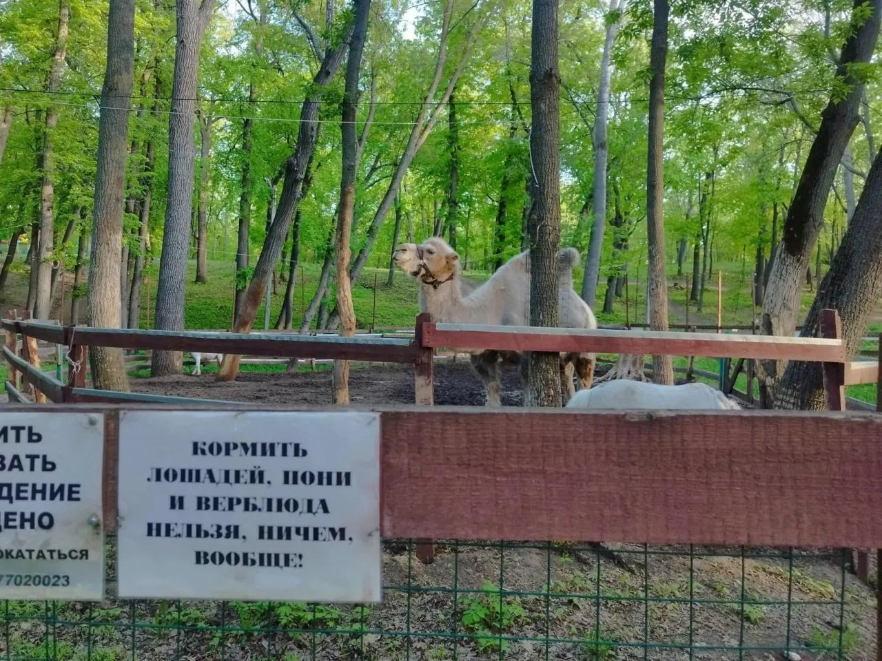 Жителям показалось, что верблюд исчез — его перестали выпускать в уличный загон. В парке объяснили: животное здорово, у него затянулась линька из‑за холодного лета, поэтому его временно держат в укрытом помещении.