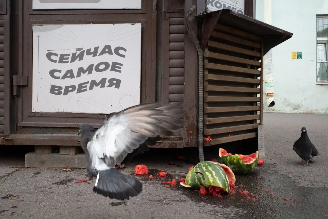 Ключевые события в Санкт-Петербурге, Ленобласти и по всей России: штраф за антивоенную позицию священника, вопросы регистрации на выборы, памятные службы и экологические акции.
