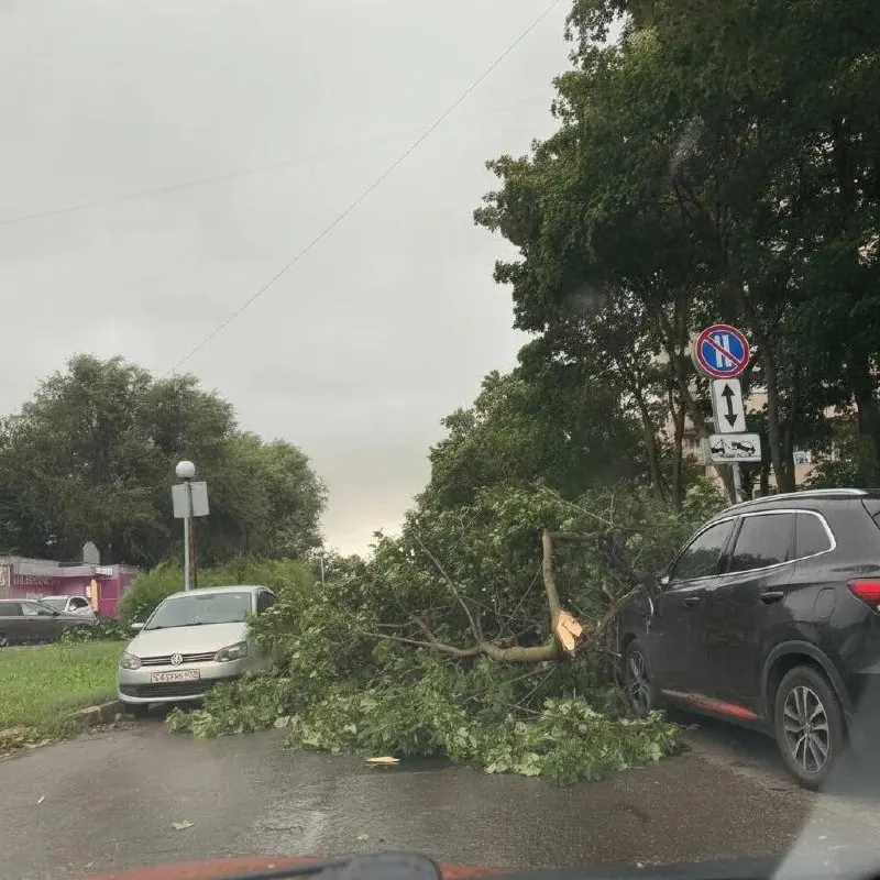 Гигантское дерево упало на автомобиль в Тольятти, повредив лобовое стекло.