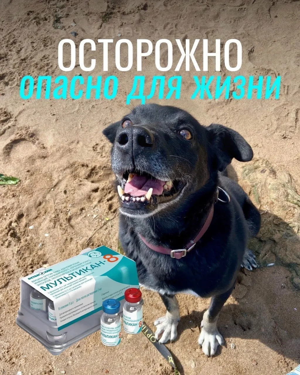 Сообщения о тяжёлых реакциях и смертях у собак после прививки от бешенства препаратом «Мультикан-8» поступают по всей стране; официальные выводы пока не сделаны.