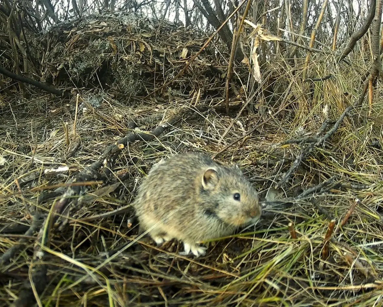 В Большечерниговском районе Самарской области обнаружена колония редких степных пищух, занесённых в Красную книгу региона.