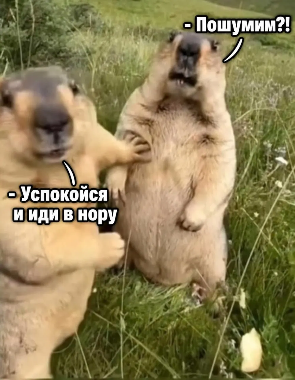 Сурки заняли норы и спят до весны; просят не шуметь рядом с их жилищами, чтобы не тревожить их.