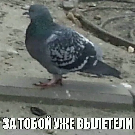 После капитального ремонта крыши голуби залетели в квартиру через дымоход; жильцы жалуются на шум от металлических колпаков на крыше, который слышно даже на первых этажах, а обращения в УК и фонд капремонта пока не принесли результата.