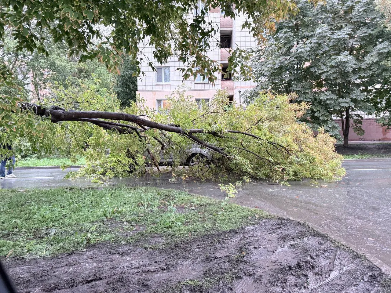 Из-за падения дерева движение временно ограничено на участке между ул. Панова и Ерошевского; на ул. Панова идут ремонтные работы, что усложняет проезд от Ново-Садовой.