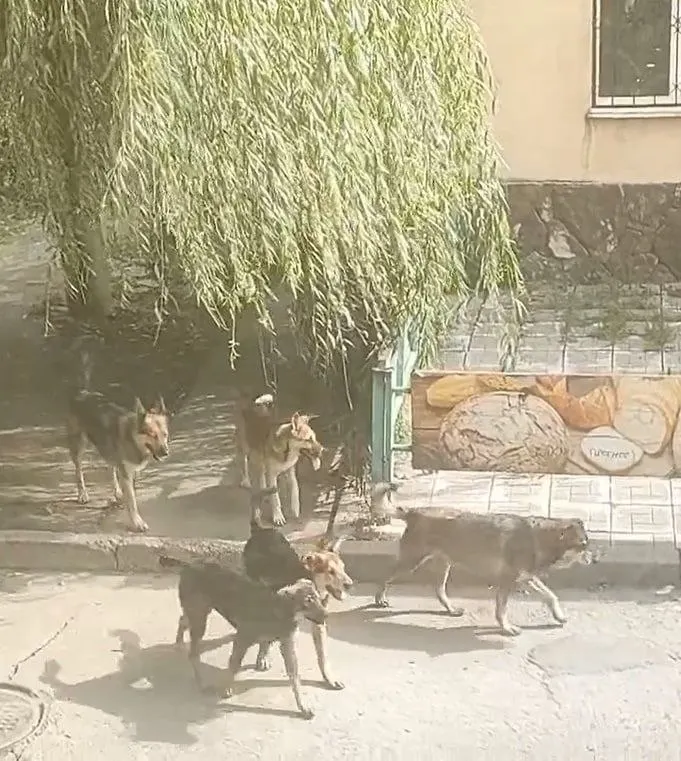 Жители требуют действий властей после появления агрессивных собак на ул. Бакинской.