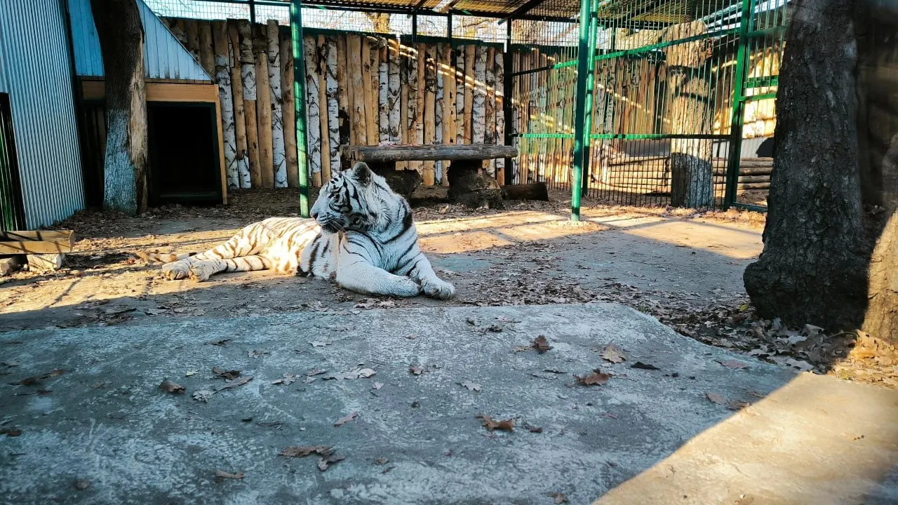 Животные Самары переехали в новые вольеры: у Барфи, Буран с Марусей и пары Сабрины с Алтаем обновления жилых помещений и комфорт для观察.