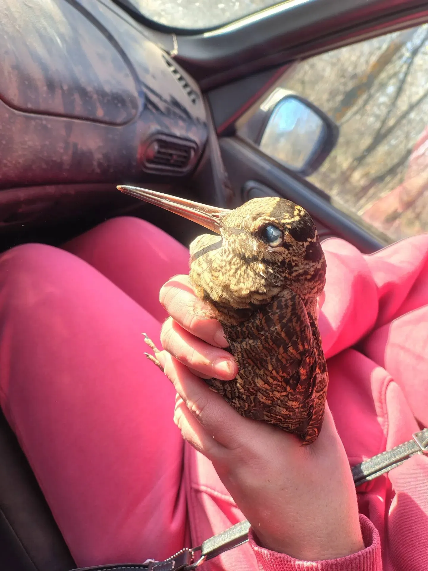 Самарец нашёл на улице вальдшнепа и ухаживает за ним дома, кормит червями и надеется выпустить птицу весной.